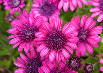 Obraz premium Purple pink bright magenta daisy flowers with green leaves.