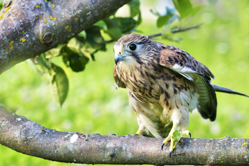 Kestrel, Falco tinnunculus, single female on branch