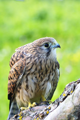 Kestrel, Falco tinnunculus, single female on branch
