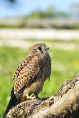 Kestrel, Falco tinnunculus, single female on branch