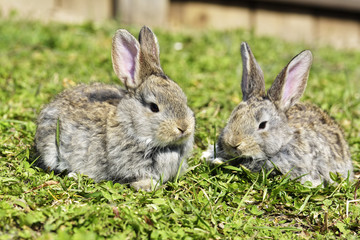 Naklejka na ściany i meble Little rabbits sitting outdoors in spring