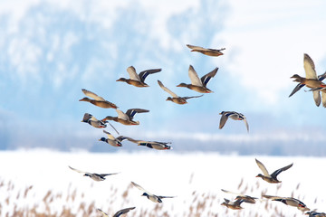 dzikie kaczki latające razem o zachodzie słońca - 141381631