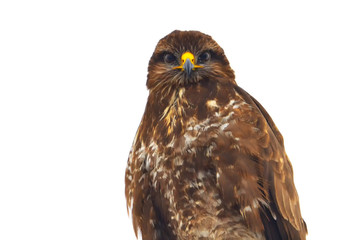 Common Buzzard (Buteo buteo)