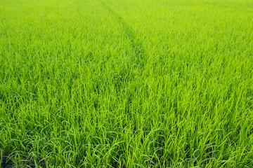 Green rice field background.