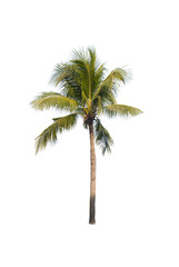 Fototapeta na wymiar Coconut or palm tree , an asian trees isolate on white background 