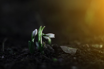 The first flowers of spring snowdrops in the evening forest