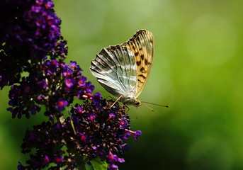 Kaisermantel,Falter,Schmetterling