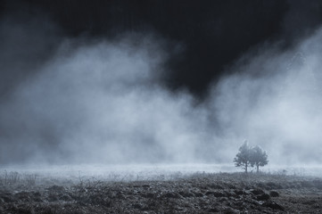Para sosna w tajemniczej mgle, Yosemite park narodowy, Kalifornia usa - 141382222