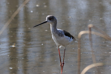 cavaliere d'Italia (Himantopus himantopus)