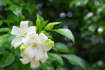 Obraz na płótnie Canvas White flower Murraya paniculata or Orang Jessamine.