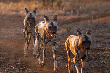Wild dogs Hunting