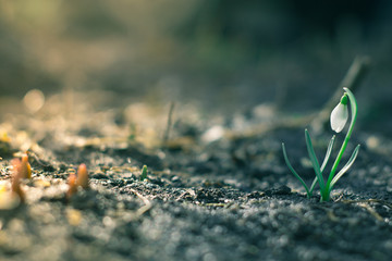 The first flowers of spring snowdrops in the evening forest