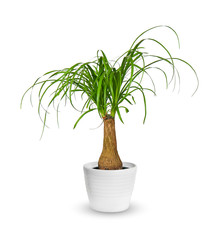 young Nolina a potted plant isolated over white.