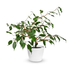 young Ficus benjamina a potted plant isolated over white.
