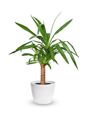 Houseplant - Yucca elephantipes a potted plant isolated over white. - obrazy, fototapety, plakaty