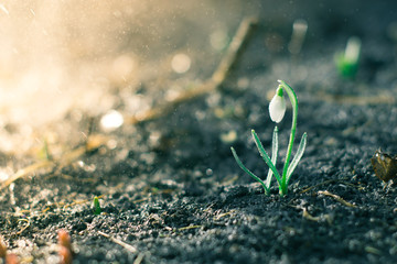 The first flowers of spring snowdrops in the evening forest