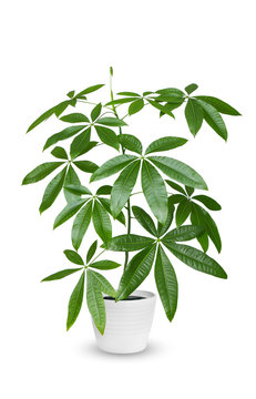 Pachira aquatica a potted plant isolated over white.