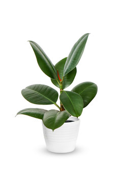 young Ficus elastica a potted plant isolated over white.