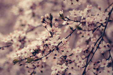 White sakura flower blossoming as natural background on blurred backdrop