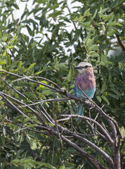 lilac roller