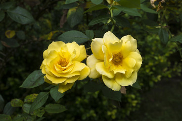 Obraz na płótnie Canvas Beautiful roses in the Rose Garden at the Beutig, Blackforest, Baden-Baden, Baden-Württemberg, Germany, Europe