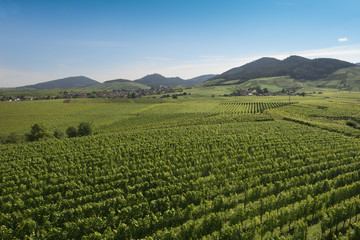 Fototapeta na wymiar Vineyards near Varnhalt and Bühl, Baden Württemberg, germany