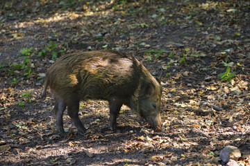 Young wild boars in the Black Forest looking for food_Baden Baden, Germany, Europe