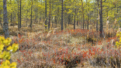 Red leaved plants and pine trees in a bog
