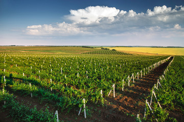 Fototapeta na wymiar Vineyard with rows of grapes growing under a blue sky