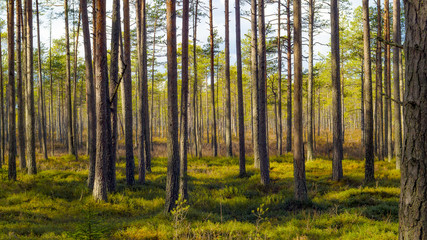 A pine forest transforms into a bog