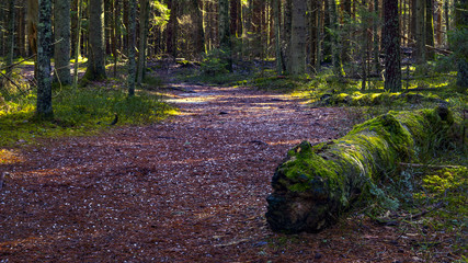 A road leading through a forest