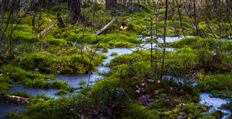 Frozen water in a swamp covered with moss