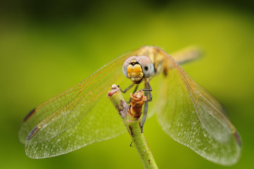 Close up of a dragon fly on a twig in a garden