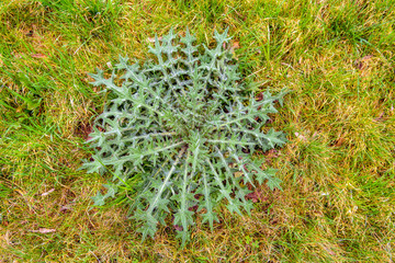 Young dwarf thistle between yellowed grass at the end of the winter season.