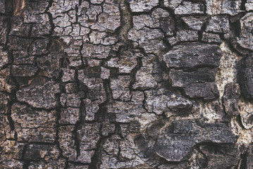 Bark of plane tree