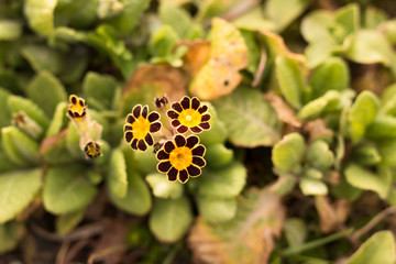Obraz premium bunch of black and yellow primrose primula blooming flowers in spring garden from above