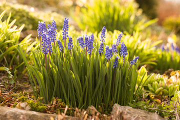 bunch of fresh blooming muscari grape hyacinth flower growing in spring garden