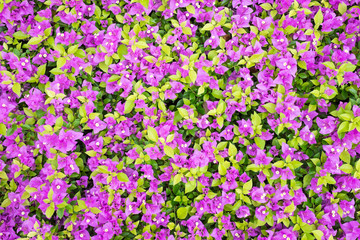 Bougainvillea flower background texture.