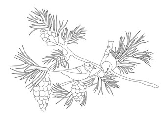 Birds sitting on a pine branch with cones. Pencil drawing by hand. Sketch. Vector