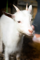 Obraz premium Beautiful goat kid outside