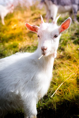 Beautiful goat kid outside