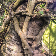 Ivy branches tightly wrapped and entwined around a bird tree in sunlight. some Ivy leaves can be seen. The ivy looks like it is strangling the tree. mobilestock