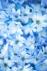 Fototapeta na wymiar Background of blue flowers