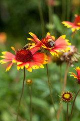 The bee pollinates the flower in the garden. It's time for flowering, beekeeping and honey production.