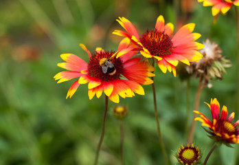 The bee pollinates the flower in the garden. It's time for flowering, beekeeping and honey production.