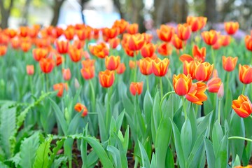 Obraz premium Fresh colorful tulips in warm sunlight