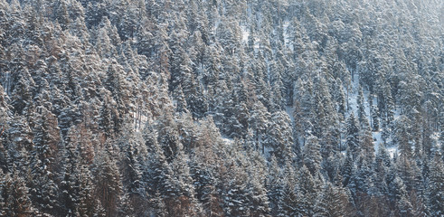 Aerial view of a dense pine forest in winter snow