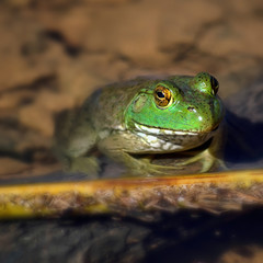 Frog