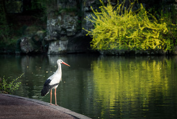 stork