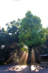 the Fantastic Morning Sunshine  / Sun beams streaming through the trees in Meiji Jingu Shrine, streetlight in walk way in japanese garden, tokyo, Japan